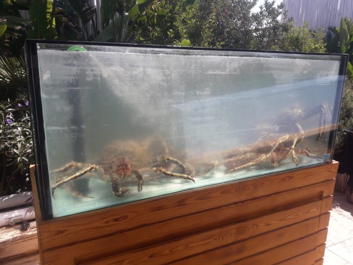 NOV 120 WOODEN ahşap kaplamalı ıstakoz akvaryumu